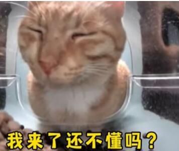 新鲜哥橘猫表情包介绍