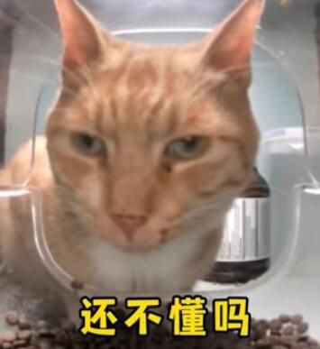 新鲜哥橘猫表情包介绍