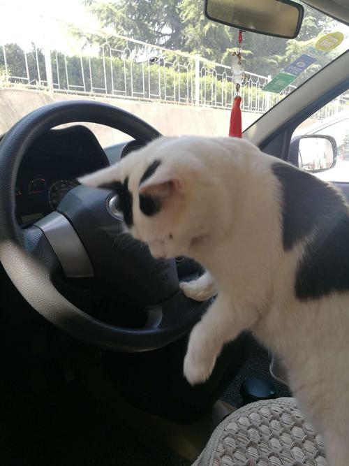 猫车的猫叫什么(车里有猫叫 猫一般在哪里)