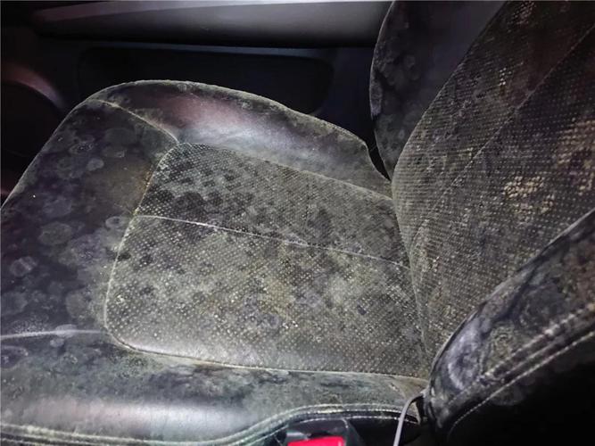 霉菌在车座位上活多久 霉菌坐椅子会传染吗