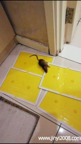怎么赶走老鼠(怎么赶走老鼠房间干净的)