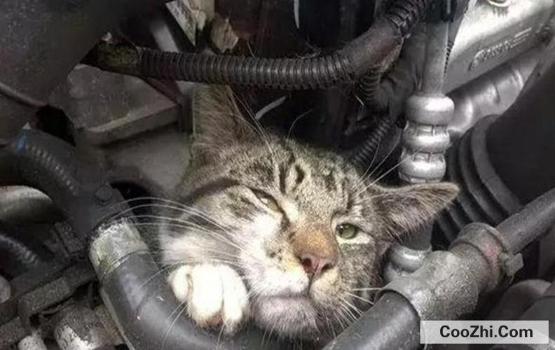 猫为什么上汽车机盖(猫为什么喜欢汽车引擎盖)