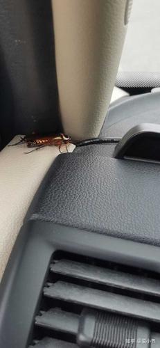 汽车里为什么会有蟑螂(汽车里为什么有电)