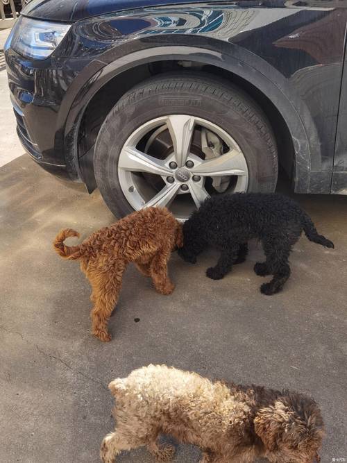 狗为什么喜欢在汽车轮胎撒尿(狗在汽车轮胎上撒尿)