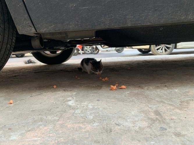 小猫为什么喜欢趴汽车底盘去(小猫为什么喜欢趴在盆里)