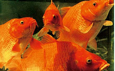梦见水里面有红色的鱼：梦见水里有一条红色鱼