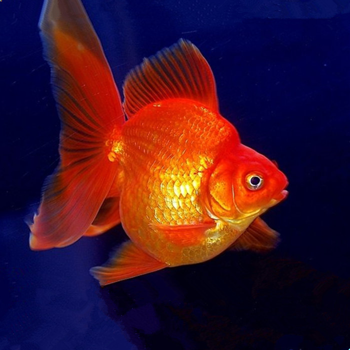 梦见水里面有红色的鱼：我经常梦见水里面有一条红鱼是什么意思？
