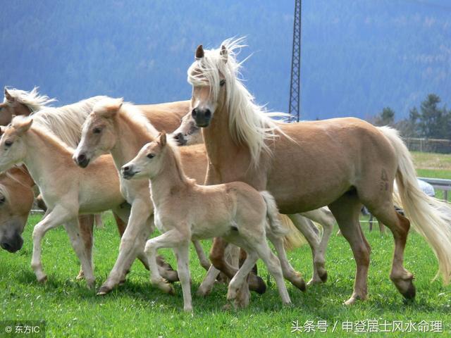 属鼠和属兔的婚配好吗，属虎和属兔的合财吗