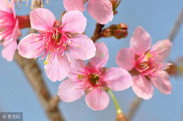 属虎桃花劫是什么生肖，虎的桃花劫是谁