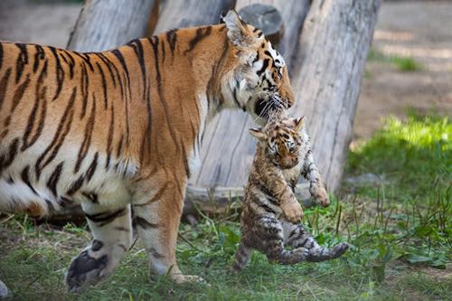 刚出生的老虎多大，刚生出来的老虎有多大