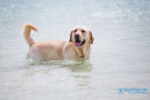 2年属狗女属相婚配，82属狗一生有几次婚姻"