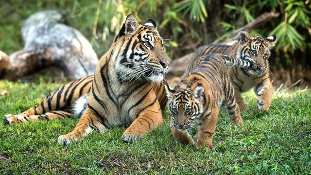 刚出生的老虎多大，刚生出来的老虎有多大