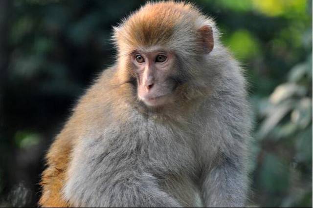 2年属猴人注定的婚姻男，92属猴2022