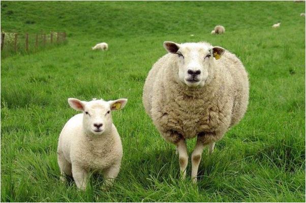 属羊和属羊相配吗，属羊男和属羊女结婚合适吗