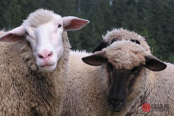 属羊和属羊的婚姻如何，属羊婚姻合适吗