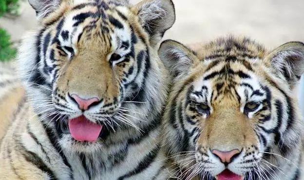 虎跟虎属相的夫妻会幸福吗，男属虎女属虎能在一起吗