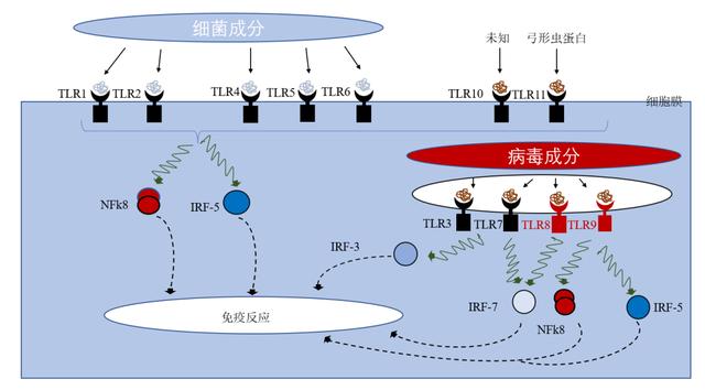 为什么相克的人会相爱，相克的人在一起会生病