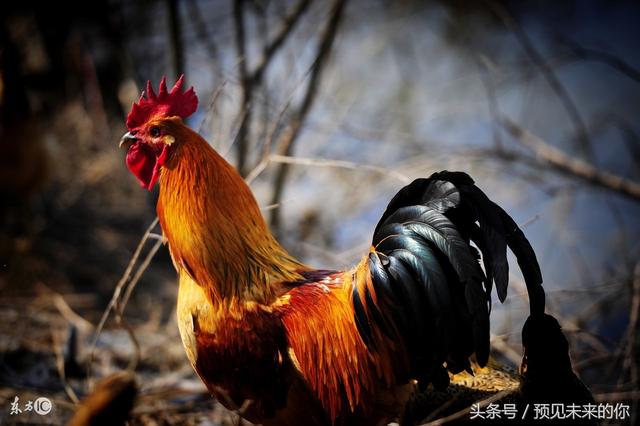 属鸡的人今年运势，81年属鸡40岁以后交运