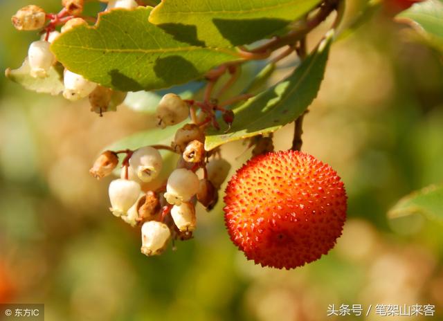 旺夫和克夫的特征，女生旺夫的特征