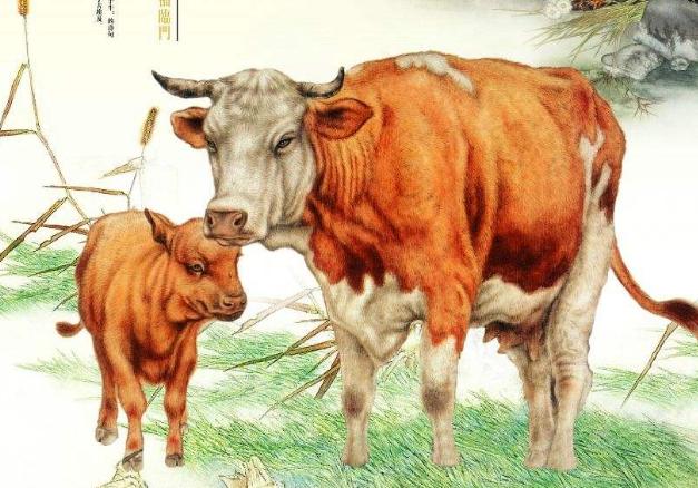 973年生肖牛的命运，富贵命的生肖牛"