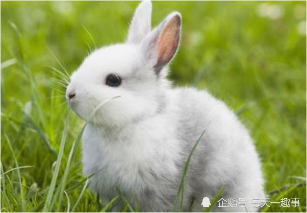 963年属兔是什么命女，63年出生女兔在2022