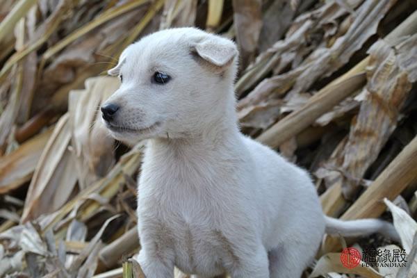 6年女鼠哪年有对象，96属鼠哪一年结婚更好"