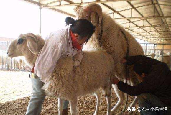 羊是怎么配对的，生肖羊的配偶