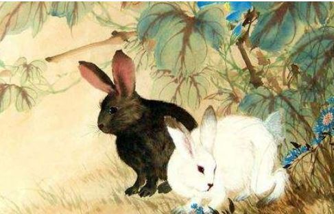 男属兔和属鼠女结婚好不好，1996鼠女和1987兔男