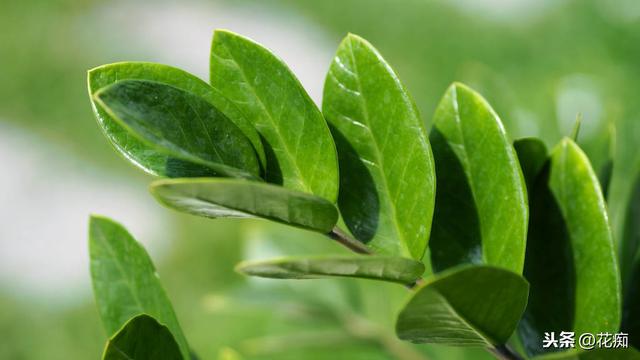 属鼠的养什么植物比较好，属鼠适合养什么植物