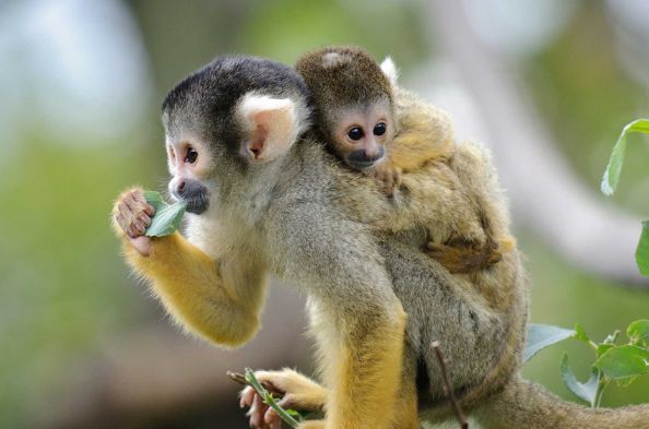 男鼠女猴婚配的婚姻如何，属猴女和属鼠男相配婚姻如何