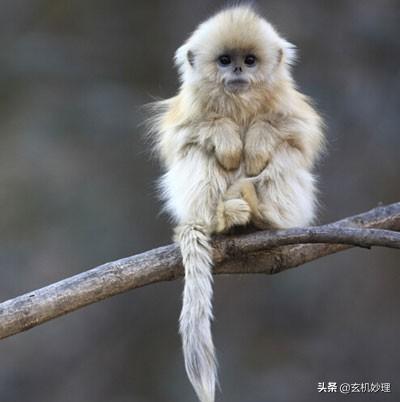 小运播报天天看明日生肖运势，生肖蛇明日运势如何