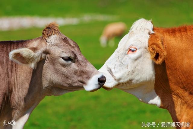 7年正月出生牛女，97年属牛女更佳婚配"