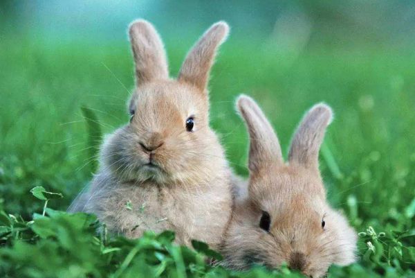 属兔是哪年出生的，属兔人要珍惜的2个人