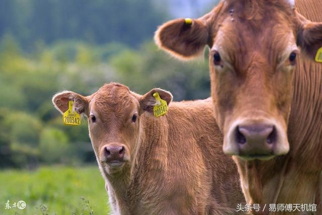 7年正月出生牛女，97年属牛女更佳婚配"