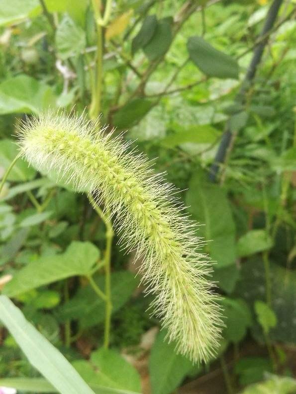 属虎的人养什么花比较好啊，属虎家里摆放什么花