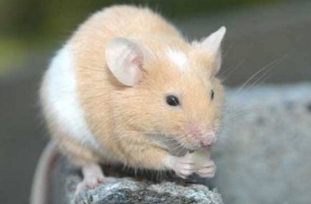 生肖属鼠的人性格怎么样，属鼠的人会是什么样子的人