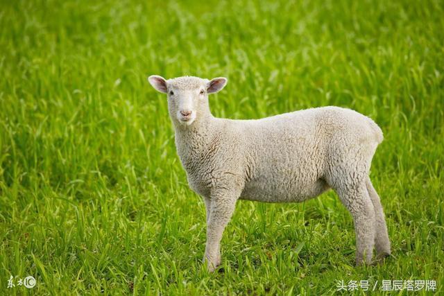 属羊和什么属相，属羊和属羊的婚姻如何