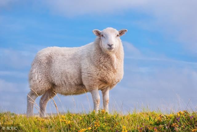 属羊的今年感情运势如何，属鸡的和属羊