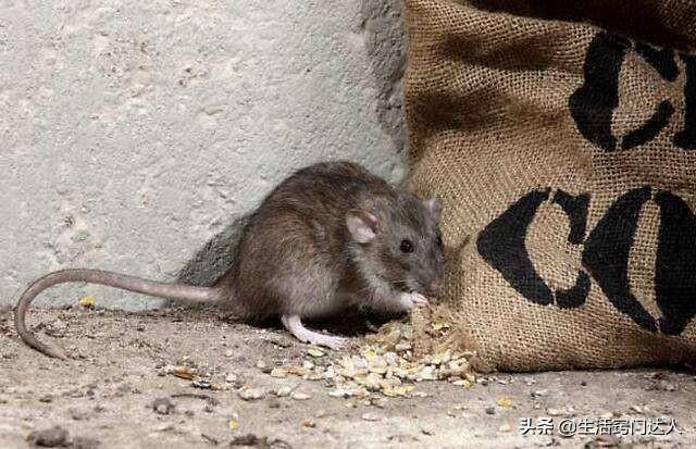 家里老鼠怎么消灭最彻底，家里有只老鼠怎么消灭