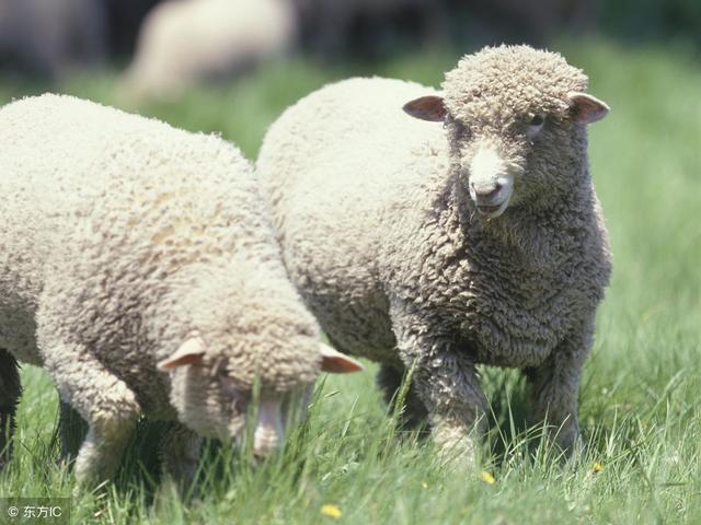 属羊的性格和脾气缺点和优点，绵羊的性格特点是什么