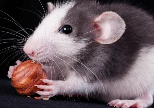 老鼠最怕什么气味，老鼠最怕什么声音