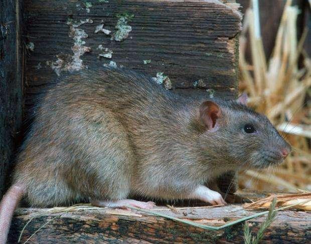 驱鼠器超声波对老鼠有用吗，如何让老鼠自动离开