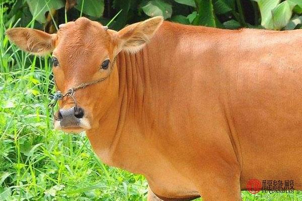 九七年属牛女生肖婚配，97年属牛正桃花何时出现