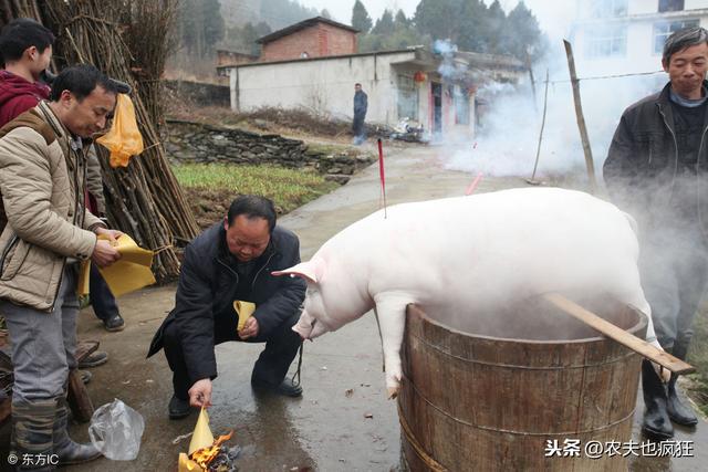 属猪的避什么属相，属猪的三害是什么生肖