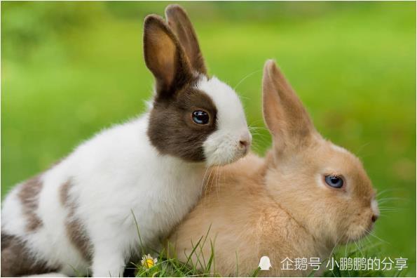 属兔的和属什么的最相配，兔子更佳搭配属相
