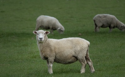 属羊人今年感情怎么样，属羊人2022 年全年运势