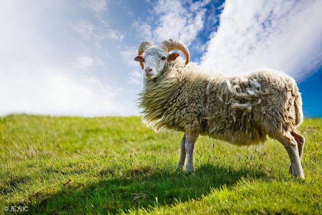 属羊的性格和脾气缺点和优点，绵羊的性格特点是什么