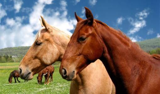 马与马怎么交流，怎样同43岁的马女聊天