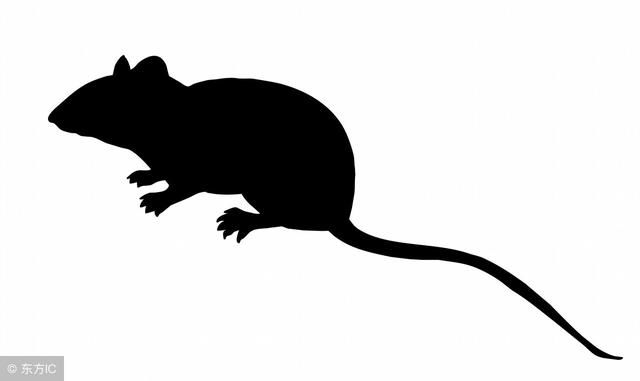 960年出生的鼠是什么命，1960年属鼠在2022