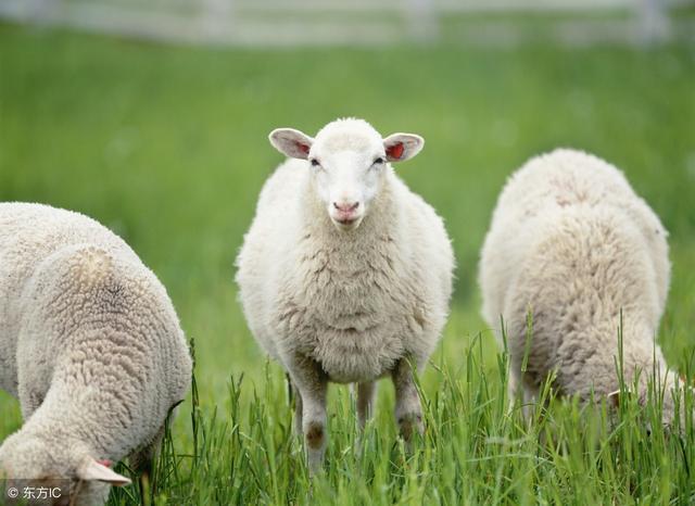 属羊人桃花运是哪几年，属羊分别是哪几年